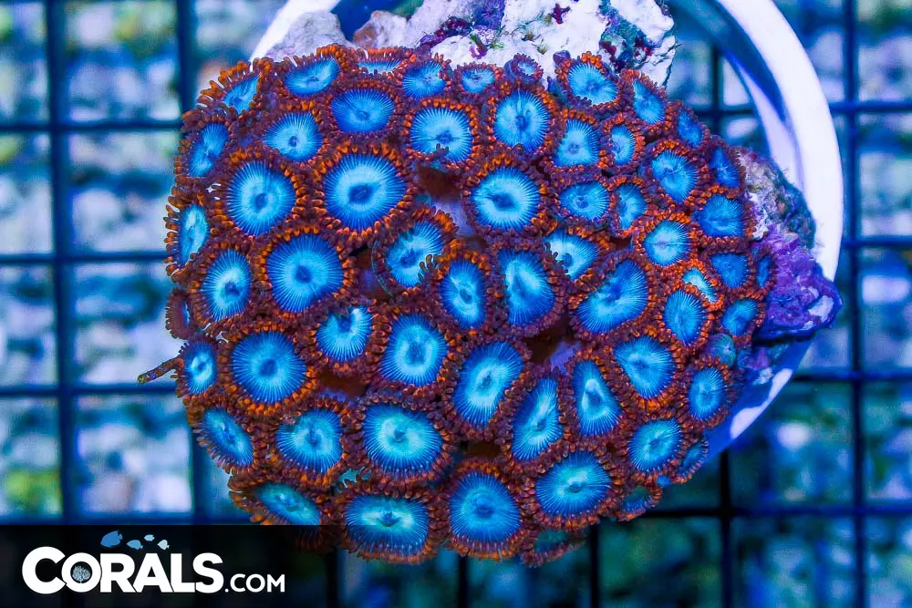 Zoanthid Colony – Indonesia BLUE RARE!