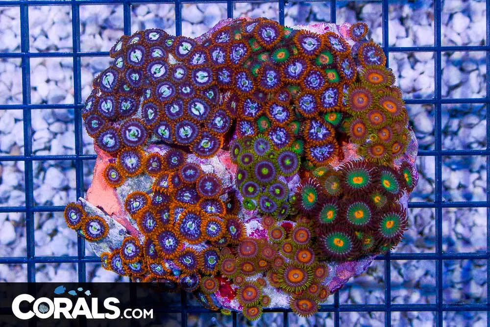 Zoanthid Colony – Indonesia SUPER ULTRA MIXED!