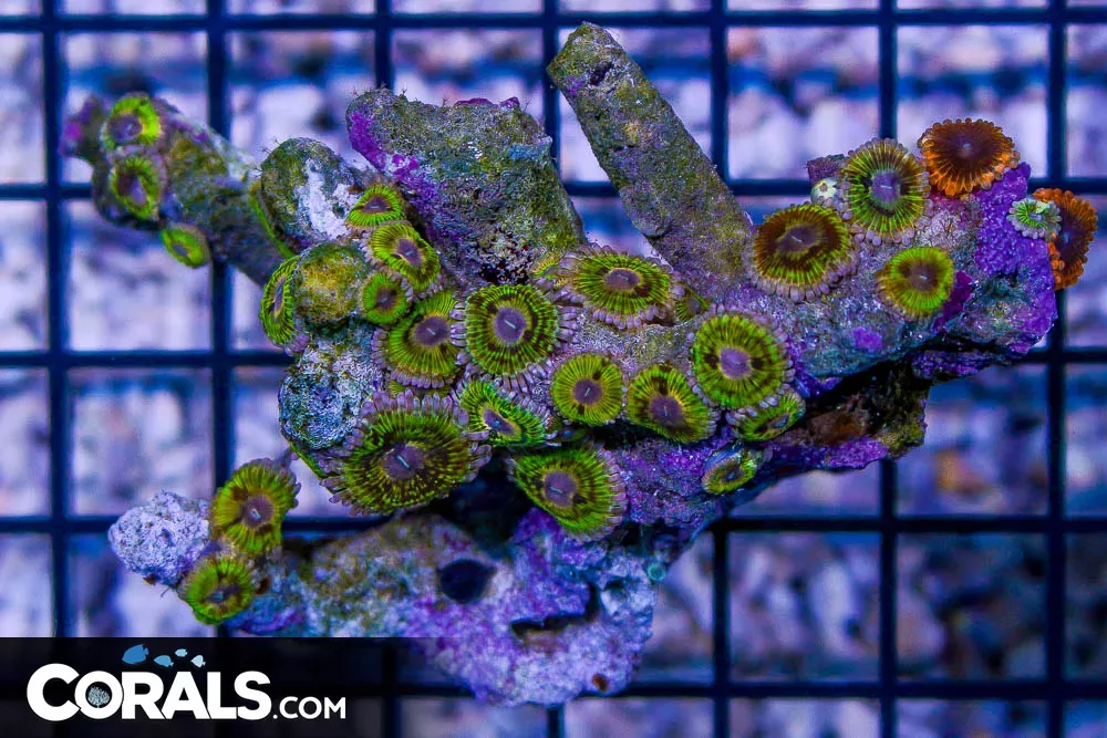 Zoanthid Colony – Indonesia ULTRA GLOWS HOT!