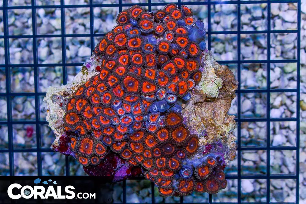 Zoanthid Colony – Indonesia ULTRA LOADED!