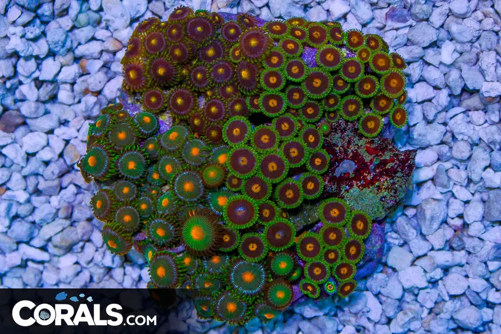 Zoanthid Colony – Indonesia ULTRA Mixed Polyps!
