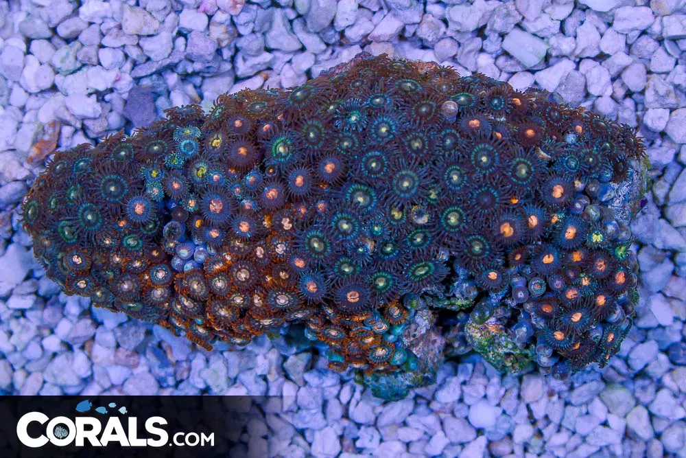 Zoanthid Colony – Indonesia ULTRA MIXED UNIQUE