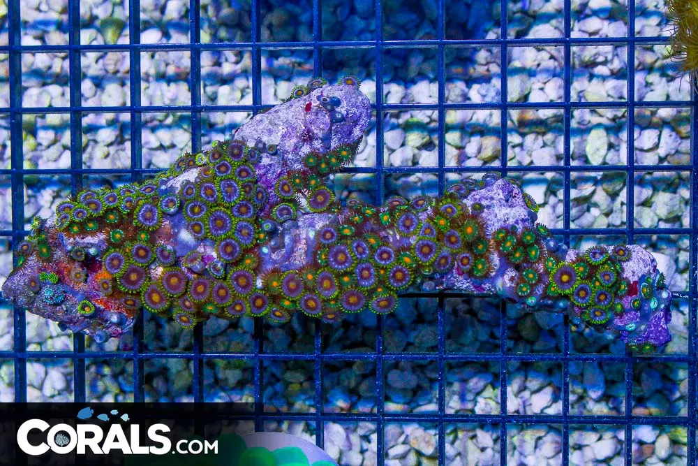 Zoanthid Colony – Indonesia ULTRA on Branch