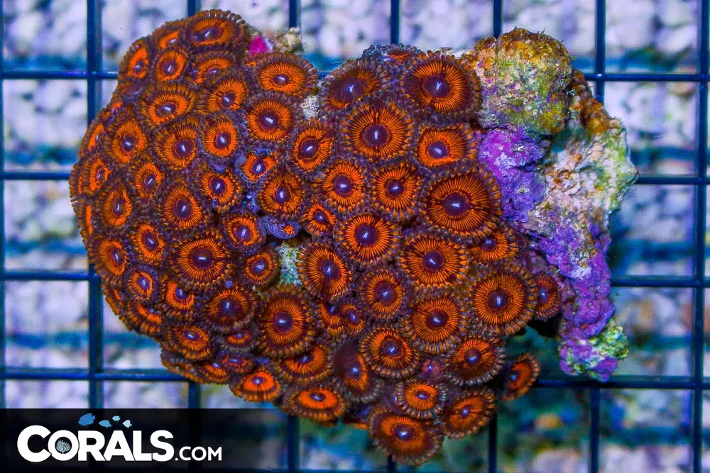 Zoanthid Colony – Indonesia ULTRA ORANGE