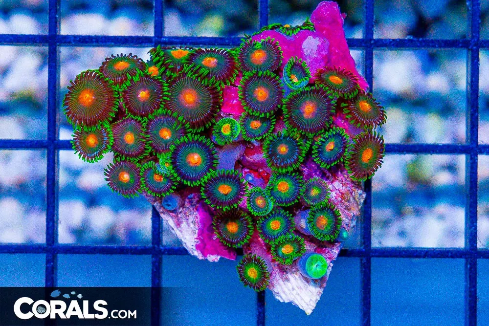 Zoanthid Colony Small – Indonesia ULTRA!