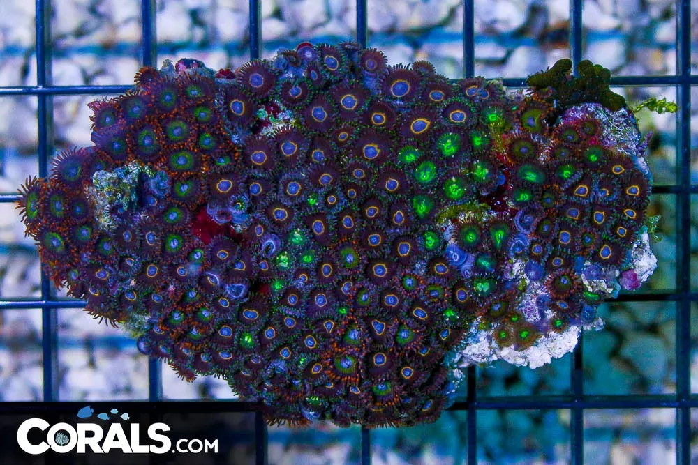 Zoanthid Colony – Tonga ULTRA MIXED