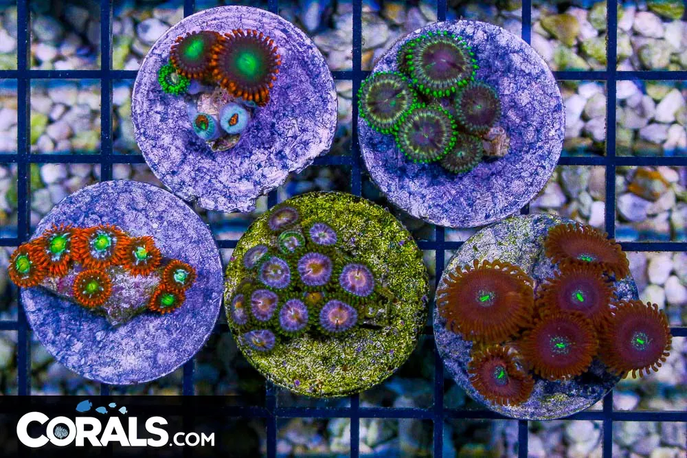 Zoanthid FRAG 5 PACK (3 Aussie, 2 Indo)