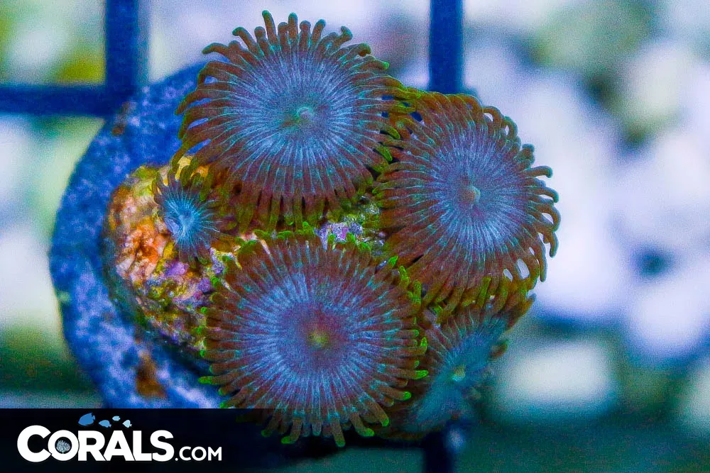 Zoanthid Frag BLUE ULTRA