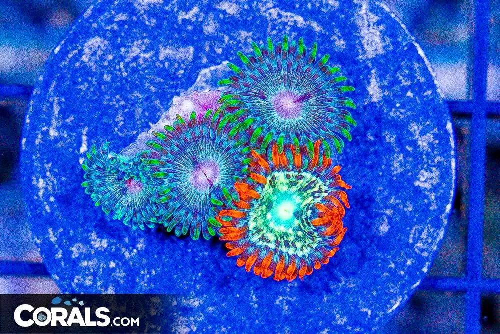 Zoanthid Frag ULTRA Aussie