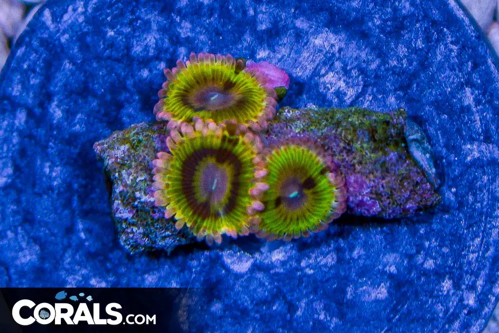 Zoanthid – SUPER ULTRA Yellow/Pink Frag