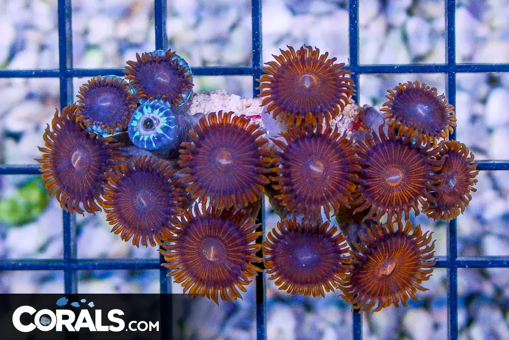 Zoanthid – TONGA
